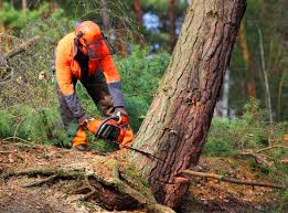 How Our Tree Care Process Works  in Creola, AL